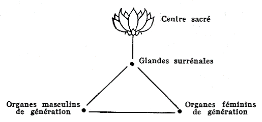 Triangles régit la structure humaine